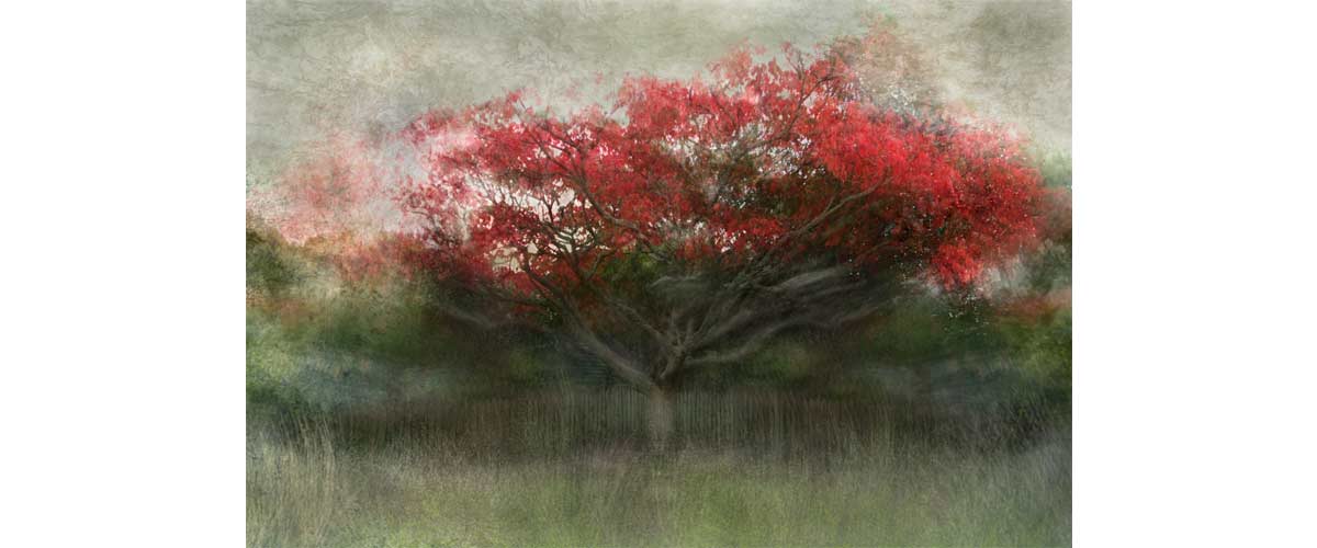image taken by Cristina Runcan